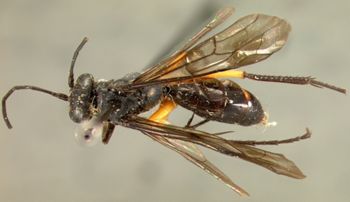 Media type: image;   Entomology 26645 Aspect: habitus dorsal view